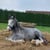 Horse ad