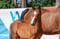 Anuncio de caballos