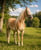 Anuncio de caballos