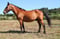 Annuncio cavallo