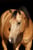Annuncio cavallo