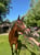 Annuncio cavallo