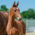 Horse ad