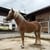 Annonce cheval