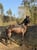 Horse ad