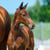 Annuncio cavallo