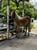 Horse ad