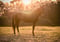 Horse ad