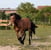 Horse ad