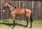 Horse ad