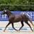 Annonce cheval