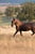 Annuncio cavallo