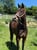 Horse ad