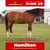 Annuncio cavallo