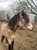 Horse ad