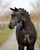 Horse ad