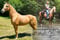 Annuncio cavallo