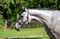 Annuncio cavallo