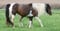 Horse ad