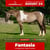 Paardadvertentie