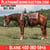 Horse ad