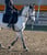 Annuncio cavallo