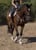 Annuncio cavallo