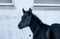 Horse ad