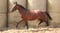 Horse ad