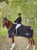 Horse ad