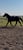 Horse ad