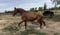 Annonce cheval