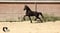 Horse ad