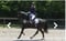 Annuncio cavallo