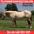 Annuncio cavallo