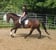 Annuncio cavallo