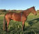 Horse ad