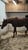 Horse ad
