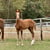 Horse ad