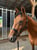 Annuncio cavallo