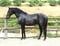 Annuncio cavallo