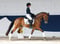 Annuncio cavallo