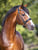 Horse ad