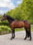 Horse ad