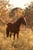 Horse ad