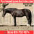 Horse ad