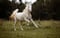 Annuncio cavallo