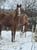 Annuncio cavallo