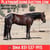 Horse ad