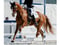 Horse ad